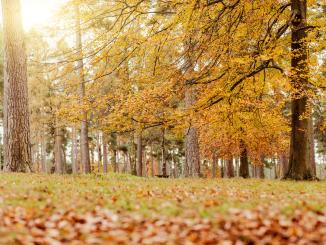 A picture of Cannock Chase