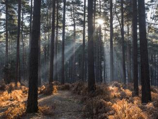 A picture of Bracknell Forest